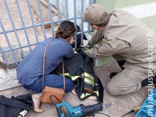 Labrador fica preso em portão, chora e é resgatado por bombeiros em MS Labrador fica preso em portão, chora e é resgatado por bombeiros em MS