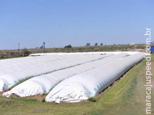 Ladrões invadem propriedade rural e furtam soja avaliada em R$ 70 mil