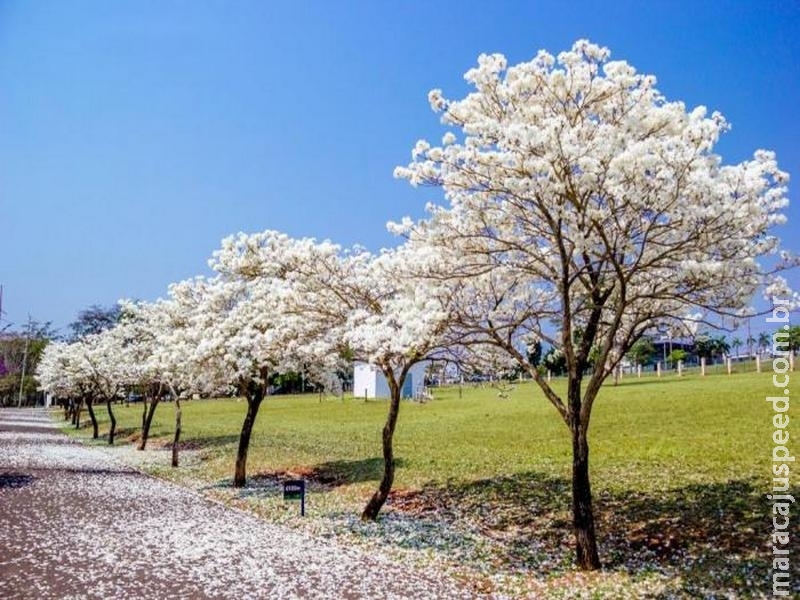 Lei cria normas para proteger fauna e flora do parque dos Poderes, das Nações e do Prosa