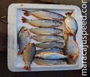 Mulher é presa pela PMA e autuada em R$ 4,7 mil com 201 kg de peixes comercializados ilegalmente Mulher é presa pela PMA e autuada em R$ 4,7 mil com 201 kg de peixes comercializados ilegalmente