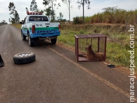 PMA resgata lobo-guará atropelado em rodovia de MS PMA resgata lobo-guará atropelado em rodovia de MS