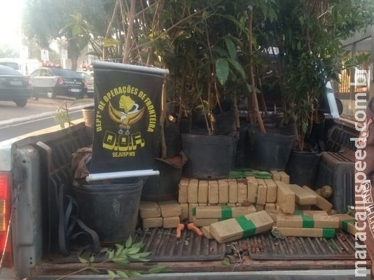 Polícia apreende 110 quilos de entorpecente na região de Nova Andradina