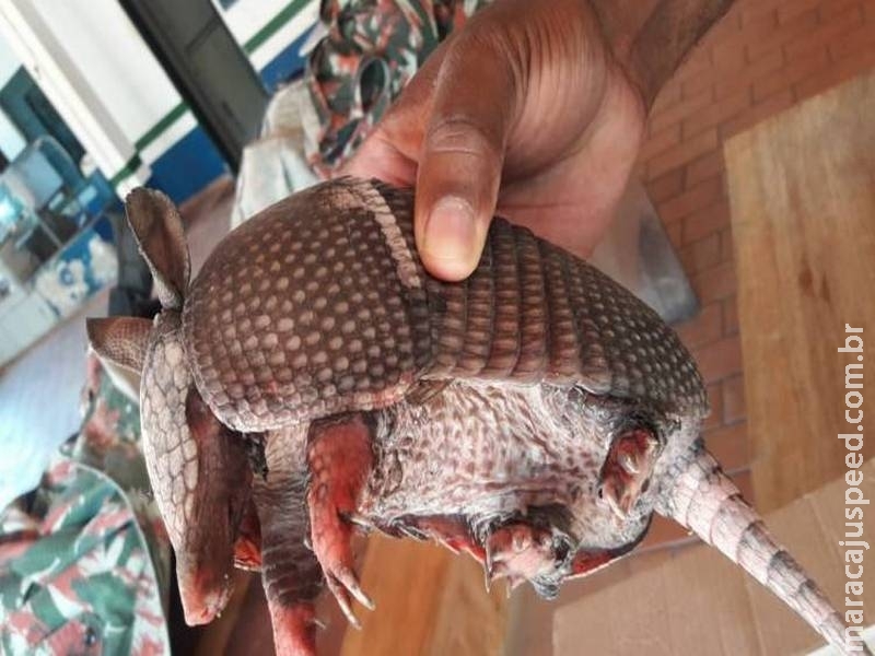Polícia resgata filhote de tatu queimado em incêndio perto da BR-163 Polícia resgata filhote de tatu queimado em incêndio perto da BR-163