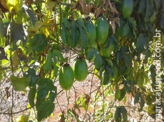 Produção de maracujá orgânico já atinge metas da Semaf Produção de maracujá orgânico já atinge metas da Semaf