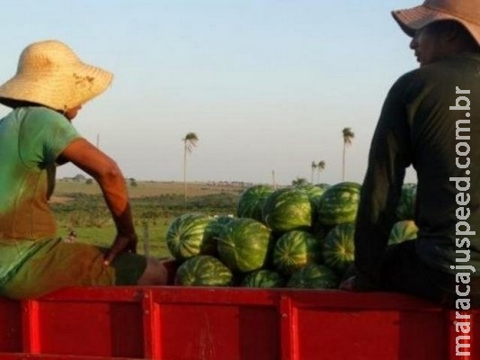 Propriedades com menos de dez hectares cresceram 39% em MS Propriedades com menos de dez hectares cresceram 39% em MS