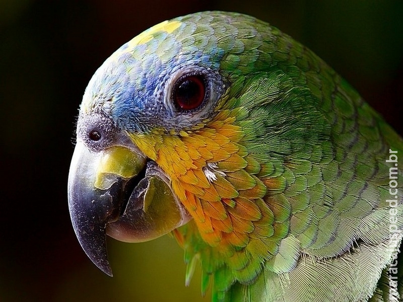 Quem viaja ao exterior com aves de estimação pode internalizar doenças que afetam o plantel brasileiro Quem viaja ao exterior com aves de estimação pode internalizar doenças que afetam o plantel brasileiro