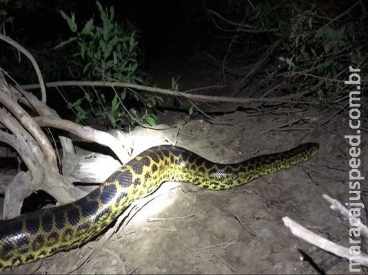 Turistas ficam bem pertinho de sucuri durante pescaria noturna no Pantanal de MS