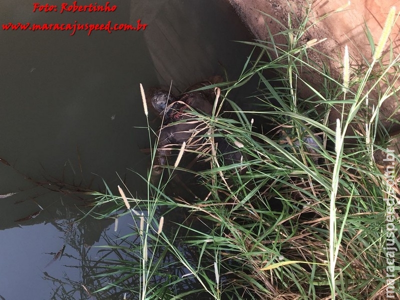 Urgente: Corpo é encontrado dentro do córrego Montalvão na Rua Campo Grande Urgente: Corpo é encontrado dentro do córrego Montalvão na Rua Campo Grande