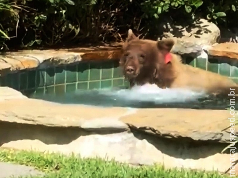 Urso assusta morador e toma banho em piscina aquecida na Califórnia Urso assusta morador e toma banho em piscina aquecida na Califórnia
