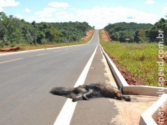 A cada 2 dias, rodovia de MS tem 3 animais atropelados, aponta estudo A cada 2 dias, rodovia de MS tem 3 animais atropelados, aponta estudo