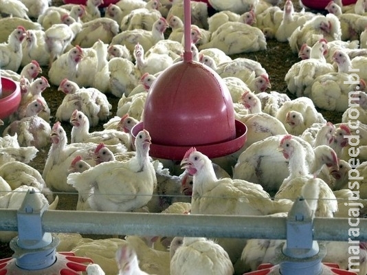 Açúcar e carne de frango são os mais impactados por sobretaxa da China