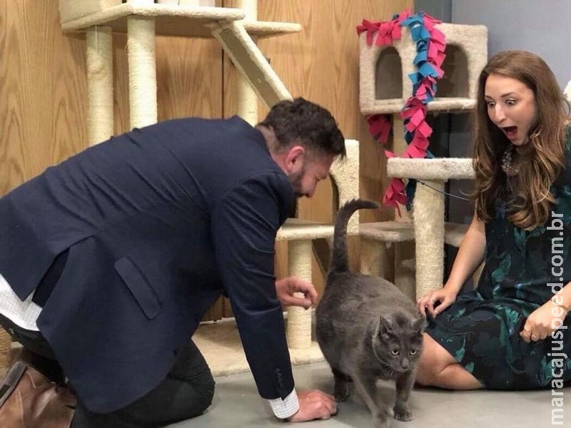 Bruno, gato acima do peso que ficou famoso na Web, é adotado nos EUA Bruno, gato acima do peso que ficou famoso na Web, é adotado nos EUA