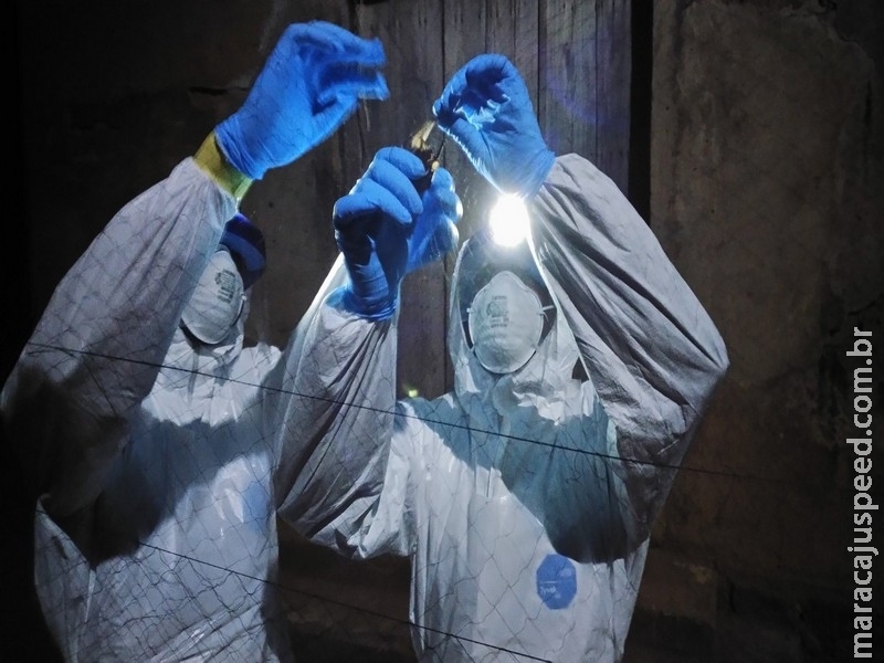Cientistas encontram nova versão do vírus ebola em morcegos em Serra Leoa Cientistas encontram nova versão do vírus ebola em morcegos em Serra Leoa