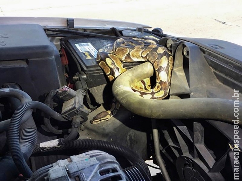 Cobra é retirada de motor de carro nos EUA, e dono do animal é multado Cobra é retirada de motor de carro nos EUA, e dono do animal é multado