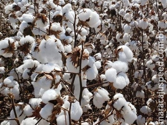 Colheita do algodão alcança metade da área plantada em MS Colheita do algodão alcança metade da área plantada em MS