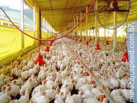Com 21 milhões de aves, setor se destaca como atividade essencial à economia de MS Com 21 milhões de aves, setor se destaca como atividade essencial à economia de MS