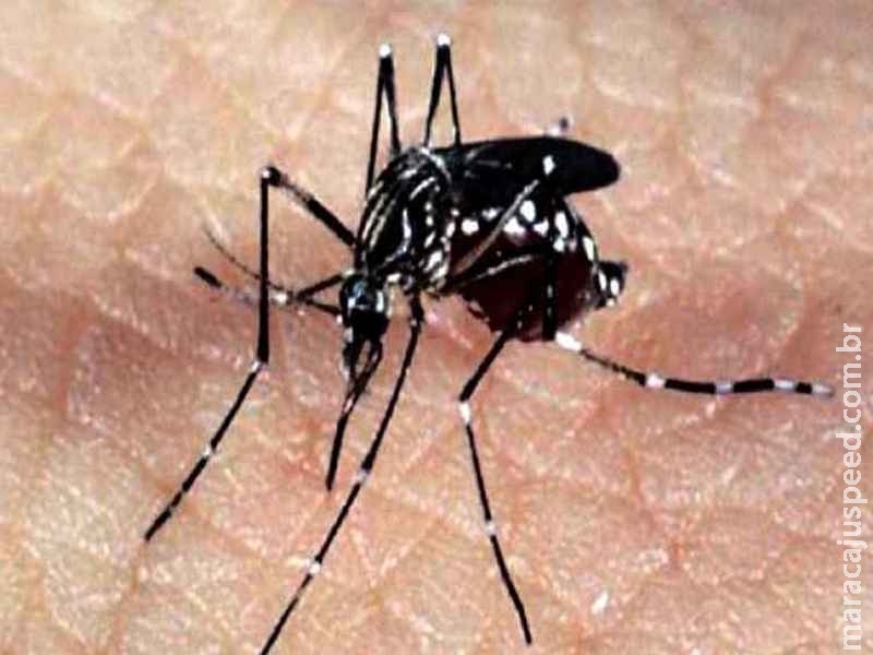 Com 868 notificações, Três Lagoas lidera índices de incidência de dengue em MS Com 868 notificações, Três Lagoas lidera índices de incidência de dengue em MS