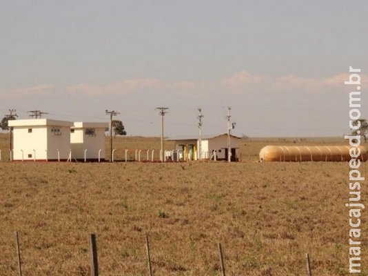 Com investimentos, suinocultura de MS tem maior rendimento no País Com investimentos, suinocultura de MS tem maior rendimento no País
