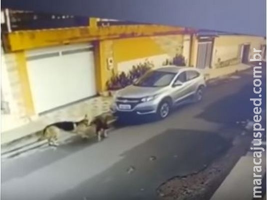Enfermeira atropela dois cachorros e provoca comoção nacional