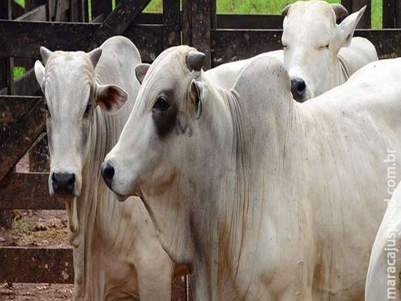 Exportação de carne bovina cresceu 11% em 2018