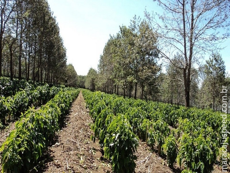 Exportações de café conilon aumentam 527% nos sete primeiros meses do ano
