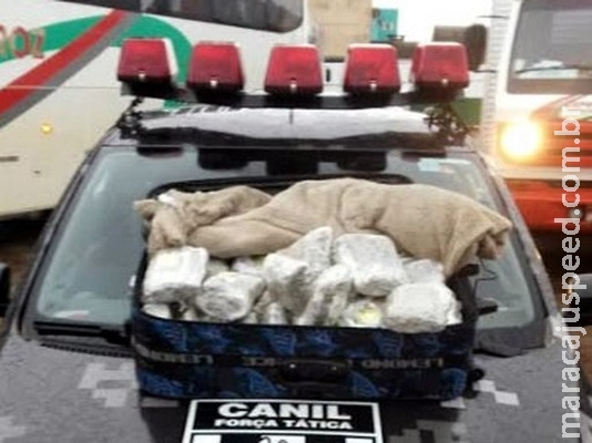 Gestante é flagrada com super maconha na mala