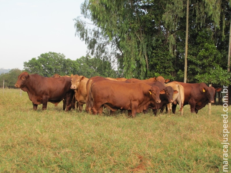 Megaleilão Montana colocará à venda 100 touros líderes em avaliação genética, dia 1º de setembro, em Campo Grande (MS) Megaleilão Montana colocará à venda 100 touros líderes em avaliação genética, dia 1º de setembro, em Campo Grande (MS)