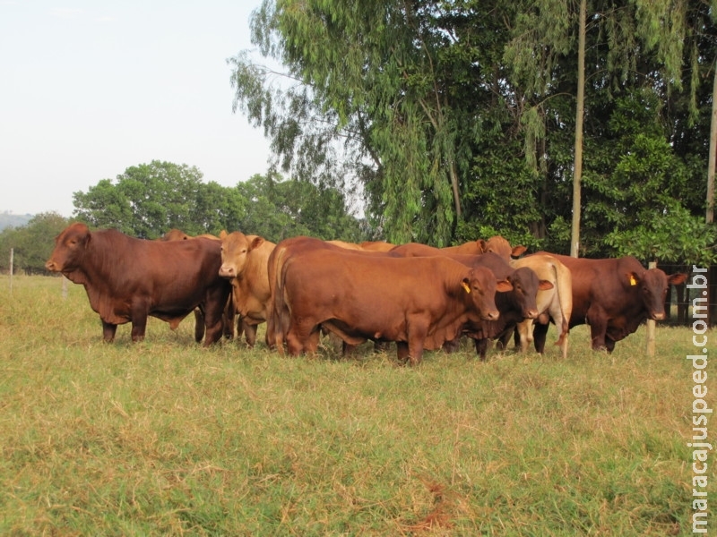 Megaleilão Montana colocará à venda 100 touros líderes em avaliação genética, dia 1º de setembro, em Campo Grande (MS)