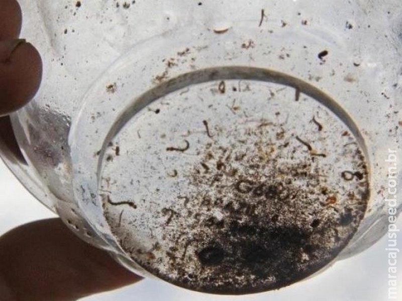Mesmo com risco de epidemia em 2019, casos de dengue caíram 9,75% em 2018