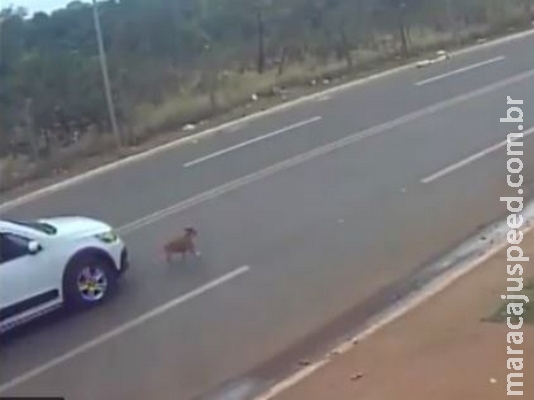 Motorista é flagrado atropelando cão em Campo Grande Motorista é flagrado atropelando cão em Campo Grande