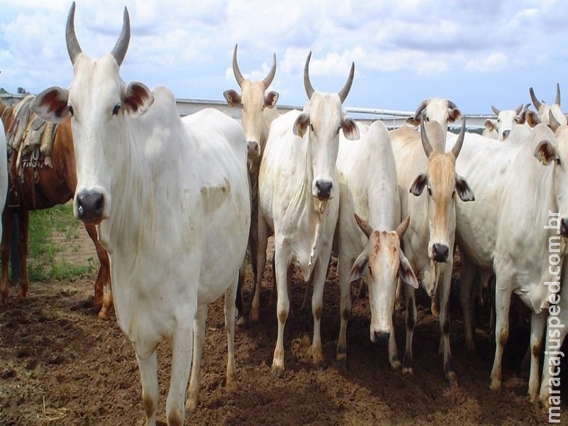 Novas regras dão mais segurança à importação de animais no Mercosul Novas regras dão mais segurança à importação de animais no Mercosul