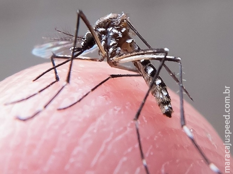 Novembro pode virar mês nacional de combate ao Aedes aegypti Novembro pode virar mês nacional de combate ao Aedes aegypti