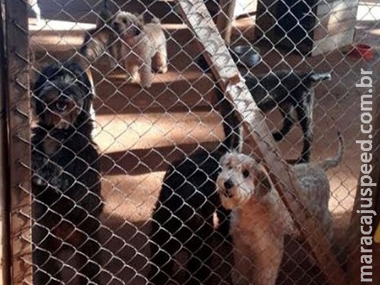 ONG faz bazar para manter ajuda a animais abandonados ONG faz bazar para manter ajuda a animais abandonados