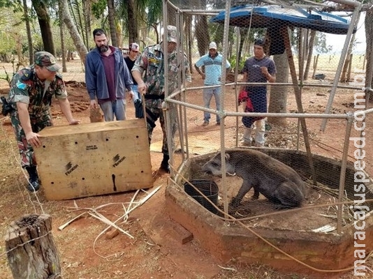 PMA recolhe anta em MS; mãe do filhote teria sido abatida por caçadores PMA recolhe anta em MS; mãe do filhote teria sido abatida por caçadores