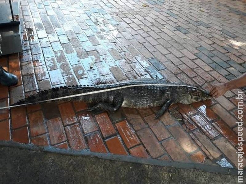 Polícia Militar Ambiental apreende dois jacarés com caçadores em Coxim