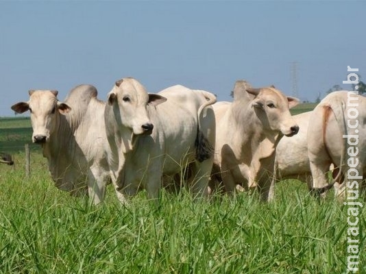 Preço do boi gordo tem alta de 1,42% na primeira quinzena de agosto