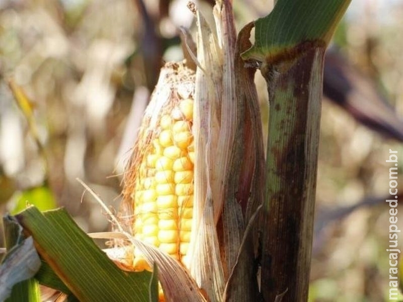 Preço do milho em Mato Grosso do Sul tem valorização de 3,72% Preço do milho em Mato Grosso do Sul tem valorização de 3,72%