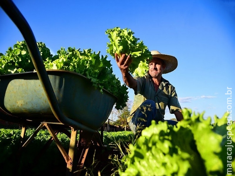 Produção da alface se consolida com comercialização próxima a R$ 1 milhão em MS Produção da alface se consolida com comercialização próxima a R$ 1 milhão em MS