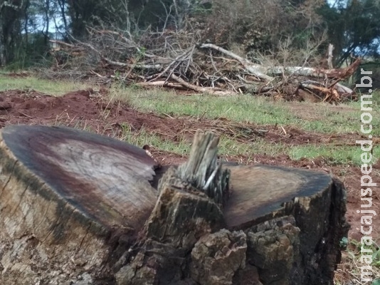 Proprietária rural é autuada por desmatamento de vegetação nativa Proprietária rural é autuada por desmatamento de vegetação nativa
