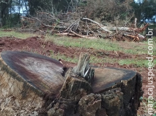 Proprietária rural é autuada por desmatamento de vegetação nativa