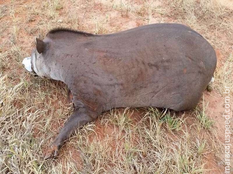 Rodovia registra média de 48 mortes de animais atropelados por mês Rodovia registra média de 48 mortes de animais atropelados por mês
