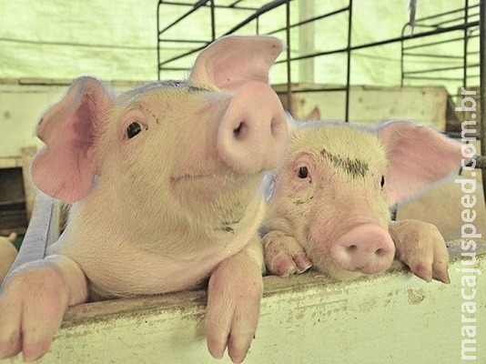 Rússia pode voltar a importar carne suína até o fim deste mês Rússia pode voltar a importar carne suína até o fim deste mês