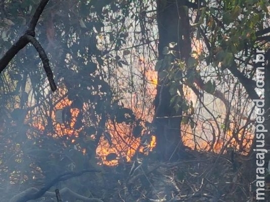 Sem trégua da estiagem, fogo no mato Sem trégua da estiagem, fogo no mato