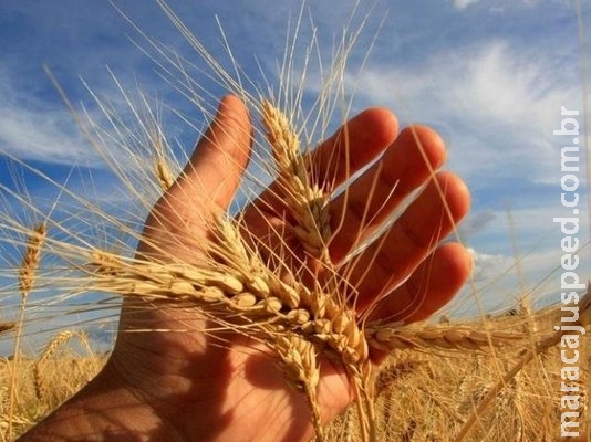 "Sobe e desce" do dólar impacta do preço do pão à produção agrícola "Sobe e desce" do dólar impacta do preço do pão à produção agrícola