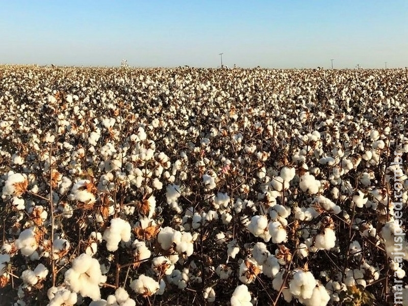 Valor da Produção Agropecuária é de R$ 563,5 bilhões Valor da Produção Agropecuária é de R$ 563,5 bilhões