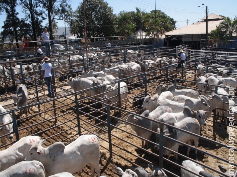 Vendas de touros Nelore CFM à venda em fazendas de SP e MS