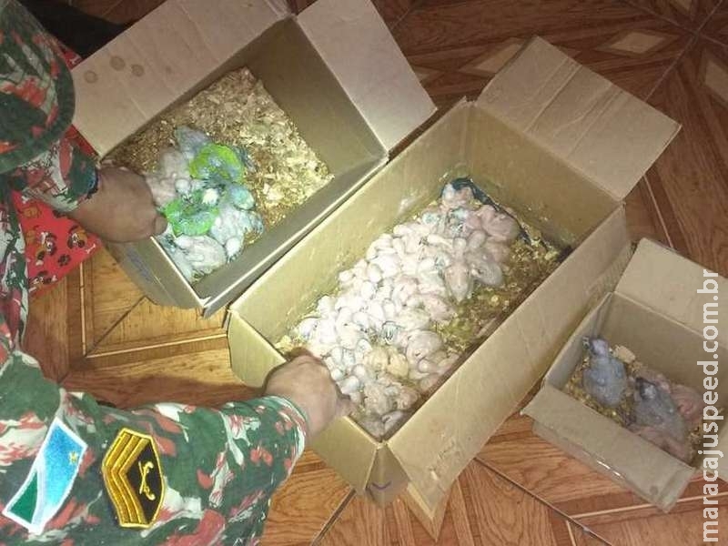 Ambiental monitora ninhos e fecha o cerco contra o tráfico de papagaios em MS Ambiental monitora ninhos e fecha o cerco contra o tráfico de papagaios em MS