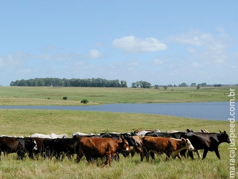 Animais criados livres no Pampa fornecem carne mais saudável Animais criados livres no Pampa fornecem carne mais saudável