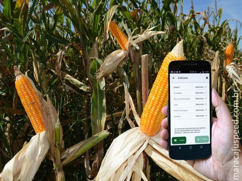 Aplicativo ajuda agricultor a escolher as cultivares de milho mais adequadas
