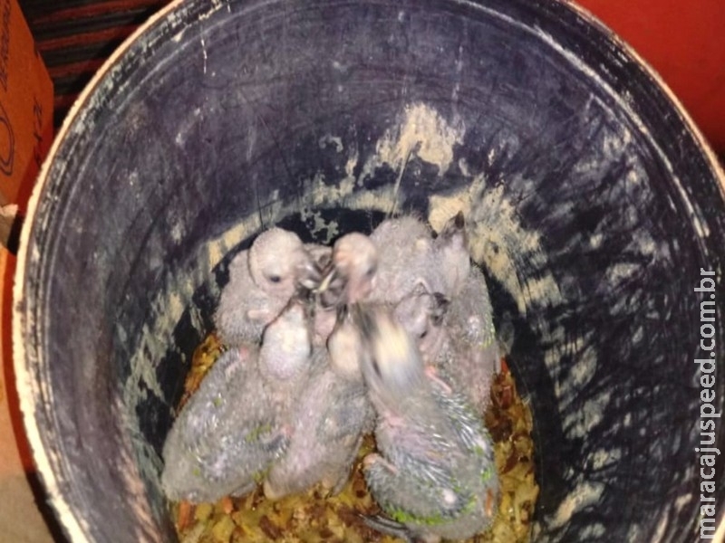 Após denúncia, polícia resgata do tráfico de animais filhotes de papagaio escondidos até em balde em MS